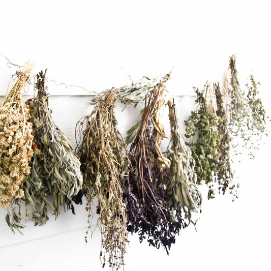 Image of many different herbs hanging upside down to dry out
